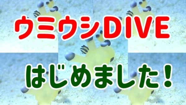 【沖縄ウミウシ虎の穴コース】マクロフォト派ダイバー集まれ！